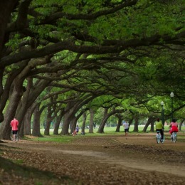 a walkway lined with many trees