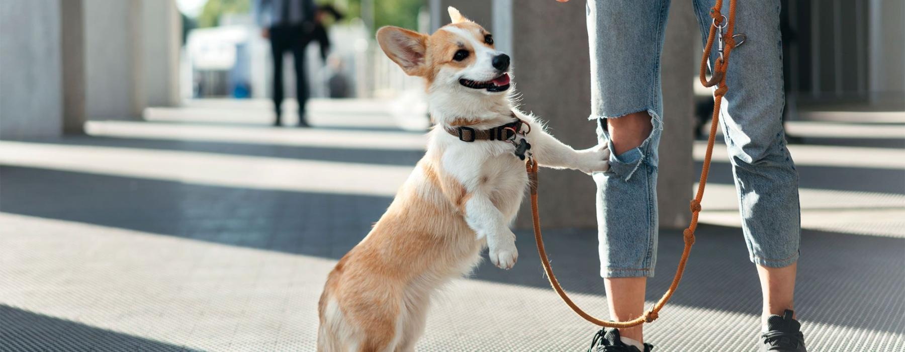 a dog on a leash